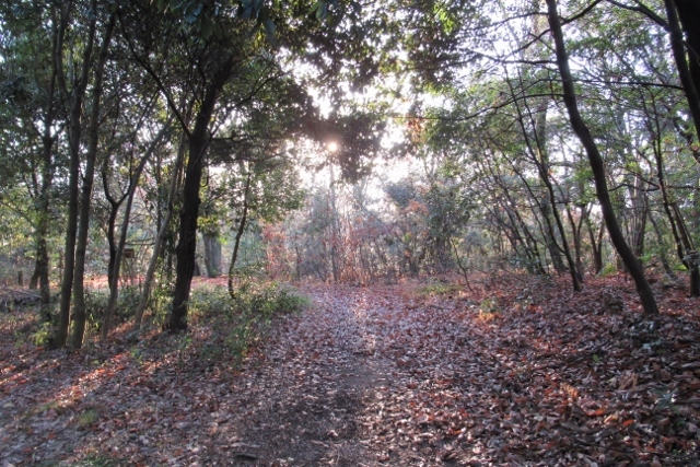 散策路IMG_7921 (640x427)