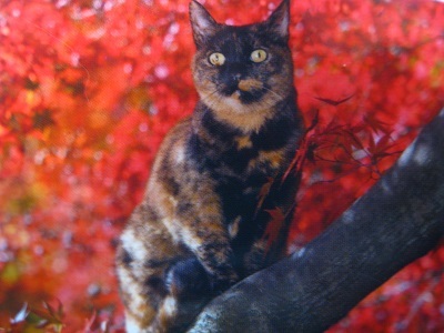 岩合サビ猫