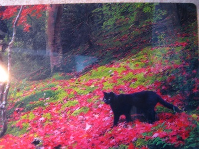 岩合黒猫