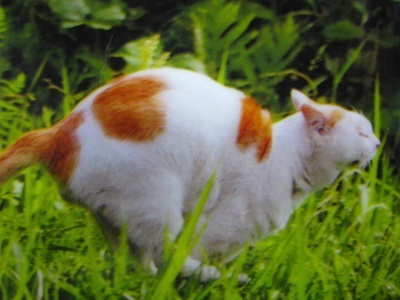 岩合茶白猫