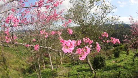 八重岳桜まつり