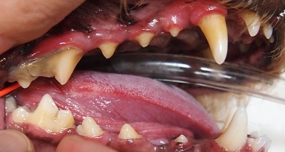 ししまるちゃん　犬の歯石除去1