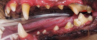 ししまるちゃん　犬の歯石除去2