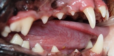 ししまるちゃん　犬の歯石除去3