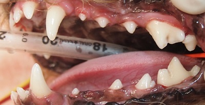 ししまるちゃん　犬の歯石除去4
