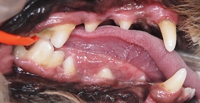 モコちゃん　犬の歯石除去1