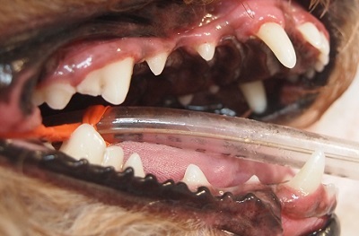 モコちゃん　犬の歯石除去3