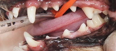 モコちゃん　犬の歯石除去4