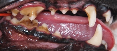 まめちゃん　犬の歯石除去1