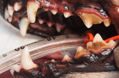 まめちゃん　犬の歯石除去2