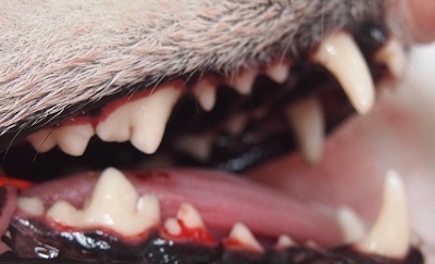 まめちゃん　犬の歯石除去3