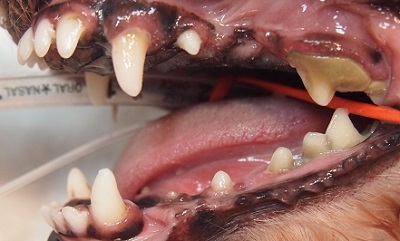 ぽこちゃん　犬の歯石除去2