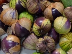 トマティロ 食用ホオズキ Purple Tomatillo 島根の田舎での出来事