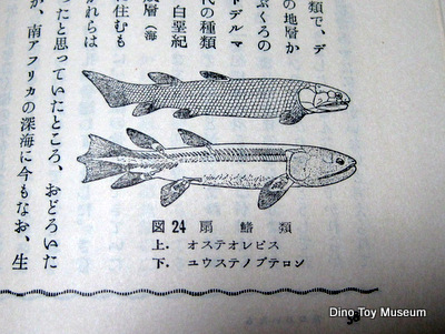 1965年9月の本　「魚のおいたち」　から