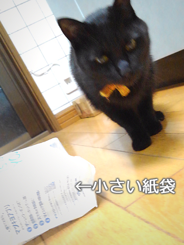 仙台の猫屋敷・ヒゲーニョ家