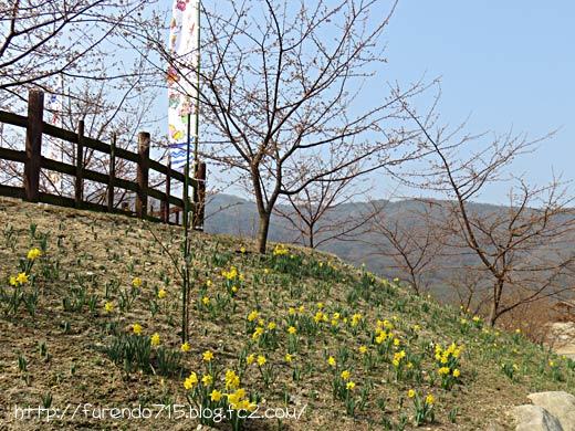 上関　城山歴史公園桜まつりへ