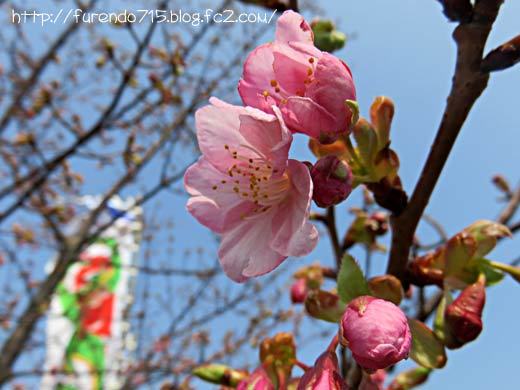 上関　城山歴史公園桜まつりへ