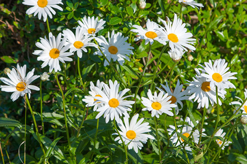 daisy-flowers.jpg