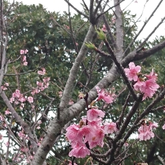 桜2018