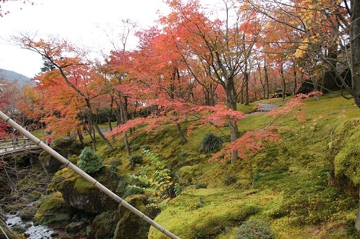 渓流沿いの苔と紅葉１