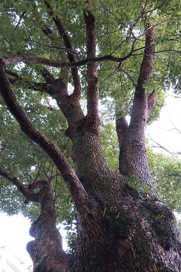 陣屋のクスノキ「トトロの木」１