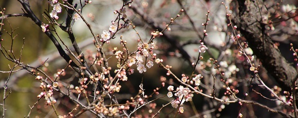 大倉山公園梅林の早咲きの淡いピンクのウメ