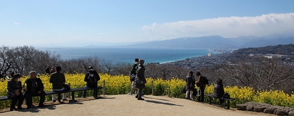 吾妻山公園頂上に咲く菜の花と伊豆半島の遠景