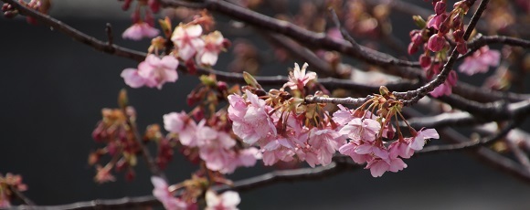 ３分咲き程度に咲いた河津川土手の河津桜
