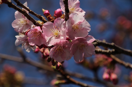 原木の桜の花２
