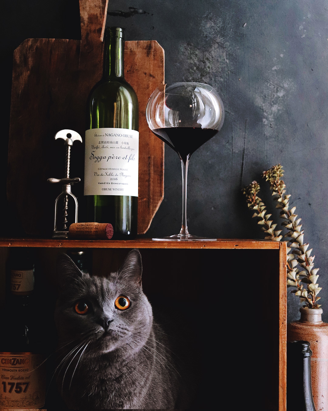 Wine & Cat