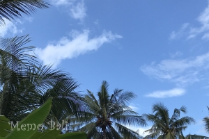 バリ島 テジャクラ 空と椰子の木