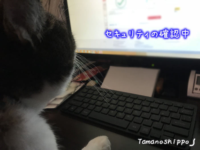 パソコン画面を食い入るように見る猫（ちび）セキュリティのお勉強中？