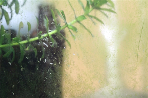 イモリ飼育生活ブログ ヤマトヌマエビの赤ちゃん 稚エビ が真水の中で１ヶ月生き延びました