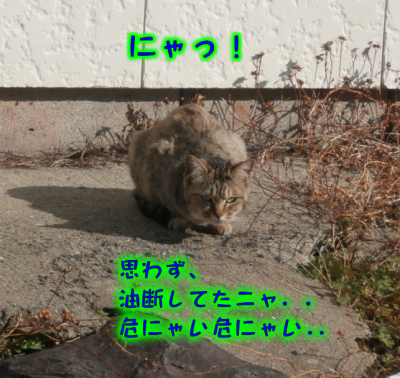 猫⑨（2019-01-02）