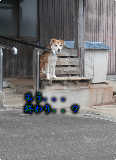 犬⑤（2018-01-10）