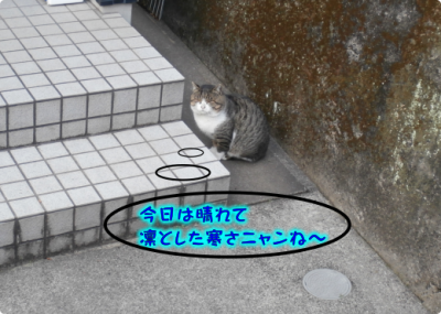 猫①（2018-01-25）