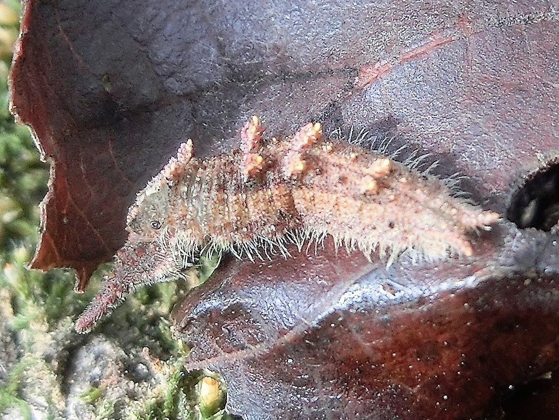 ③最初に発見したオオムラサキ幼虫CIMG0400 (2)