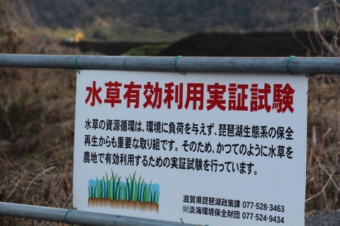 琵琶湖の水草堆肥場