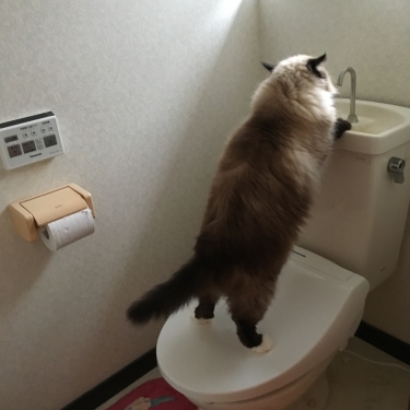 幸運を運ぶ猫🐱バーマン − トイレ大好き デューク −