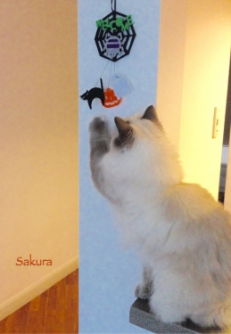 幸運を運ぶ猫☆バーマン　- かわいいサクラちゃん -