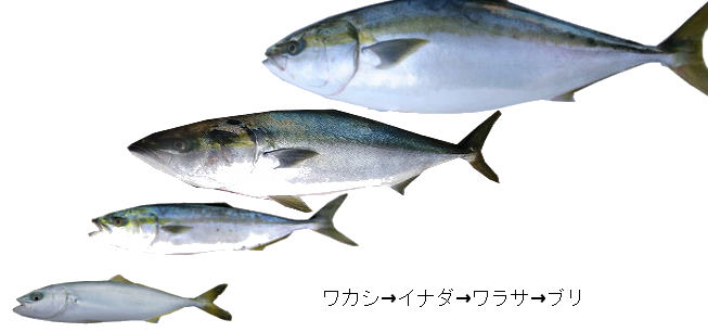出世魚の代表例 ブリ 鰤 スズキ 鱸 ボラ 鰡 鯔 鮱 マイワシ 真鰯 真鰮 とくとく情報まとめ