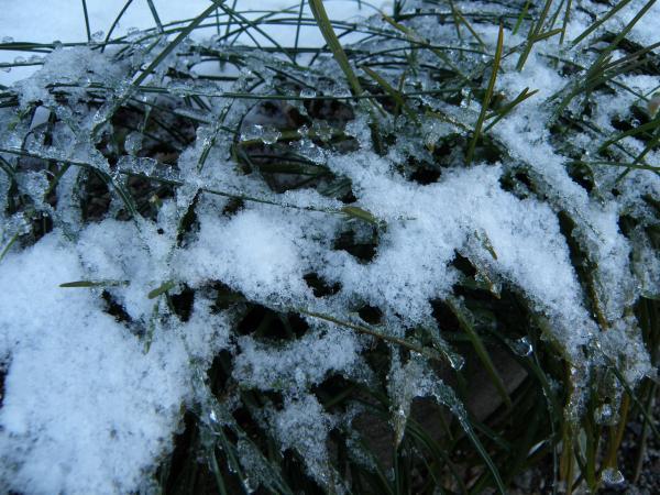 サフランの葉っぱについた雪また凍ってる