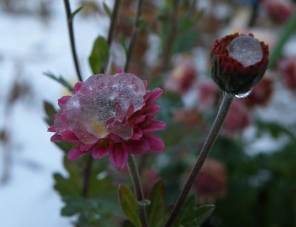 小菊の花の上の雪も凍ってた