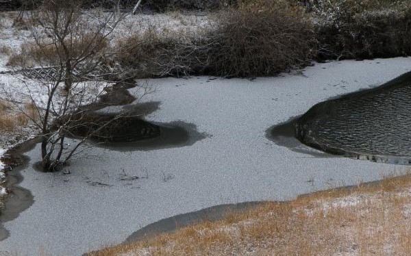 池の端凍ってた