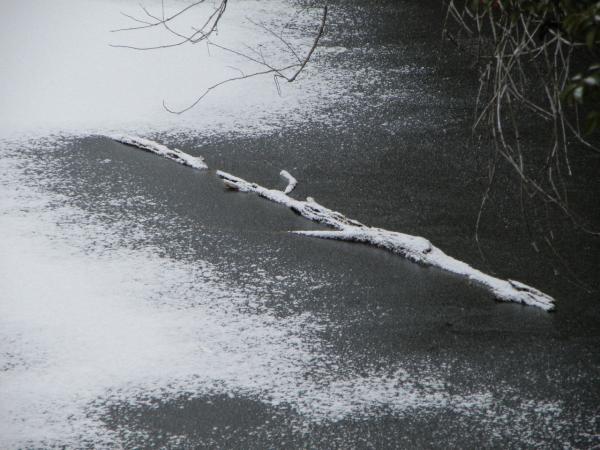 氷張った池に浮かんでた木