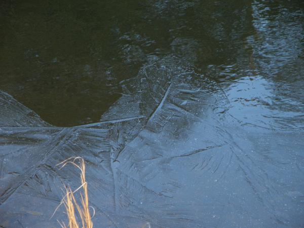 池　手前も少し凍ってた