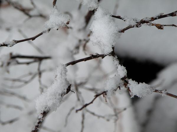 細い枝の上に積もった雪