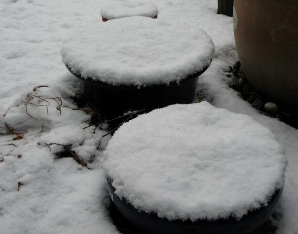 植木鉢の上に積もった雪