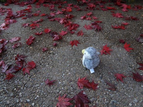 長谷寺　濃い赤いもみじの葉っぱたくさん落ちてる
