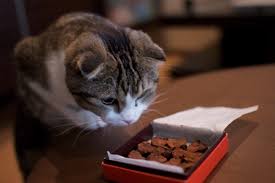 チョコを食べる猫